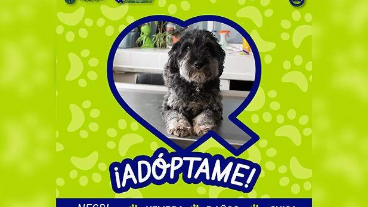 Adopción de mascotas 1